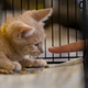 USDA Says It Will Stop Killing Cats